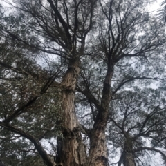 Eucalyptus sp. (A Gum Tree) at Brogo, NSW - 25 Aug 2024 by Sasha