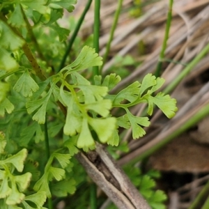 Lindsaea microphylla at Barrengarry, NSW - 25 Aug 2024 09:22 AM