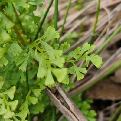 Lindsaea microphylla (Lacy Wedge-fern) at Barrengarry, NSW - 24 Aug 2024 by trevorpreston