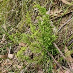 Lindsaea microphylla at Barrengarry, NSW - 25 Aug 2024