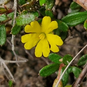 Hibbertia aspera subsp. aspera at Barrengarry, NSW - 25 Aug 2024