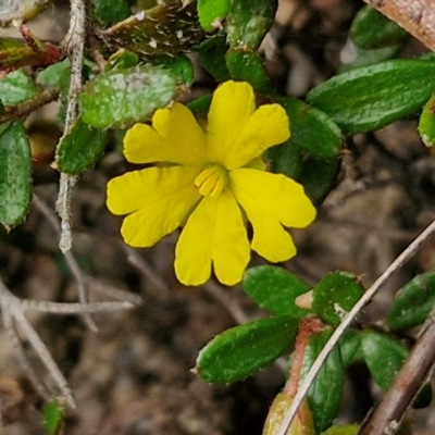 Hibbertia aspera subsp. aspera at Barrengarry, NSW - 24 Aug 2024 by trevorpreston