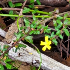 Hibbertia empetrifolia subsp. empetrifolia at Barrengarry, NSW - 24 Aug 2024 by trevorpreston