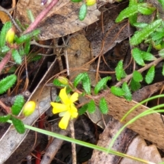 Hibbertia sp. at Barrengarry, NSW - 25 Aug 2024 09:20 AM