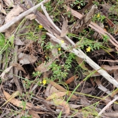 Hibbertia sp. at Barrengarry, NSW - 25 Aug 2024 09:20 AM