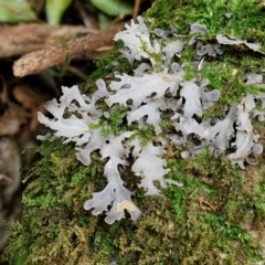 Unidentified Lichen at Robertson, NSW - 24 Aug 2024 by trevorpreston