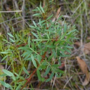 Boronia pinnata at Jerrawangala, NSW - 17 Apr 2024