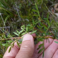 Boronia pinnata at Jerrawangala, NSW - suppressed
