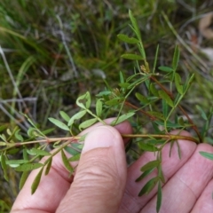 Boronia pinnata at Jerrawangala, NSW - 17 Apr 2024