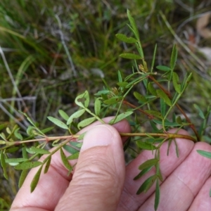 Boronia pinnata at Jerrawangala, NSW - suppressed
