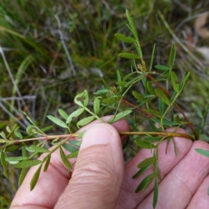 Boronia pinnata at Jerrawangala, NSW - 17 Apr 2024