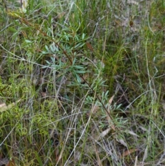 Boronia pinnata at Jerrawangala, NSW - suppressed