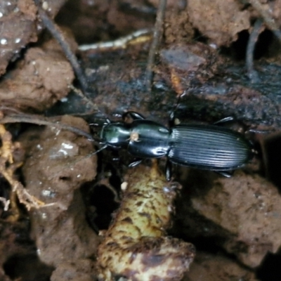 Unidentified Carab beetle (Carabidae) at Robertson, NSW - 24 Aug 2024 by trevorpreston