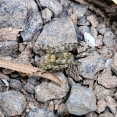 Unidentified Spider at Robertson, NSW - 25 Aug 2024 by trevorpreston