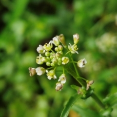 Unidentified Other Wildflower or Herb at Robertson, NSW - 24 Aug 2024 by trevorpreston