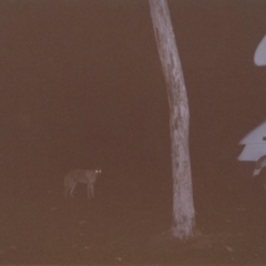 Canis lupus (Dingo / Wild Dog) at Jabiru, NT - 20 Jul 2001 by MB