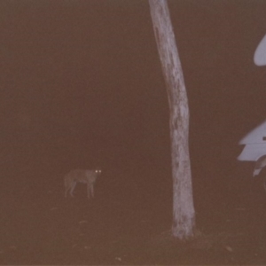 Canis lupus at Jabiru, NT - 20 Jul 2001 08:56 PM