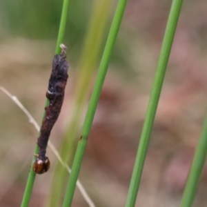 Unidentified at suppressed - 25 Aug 2024