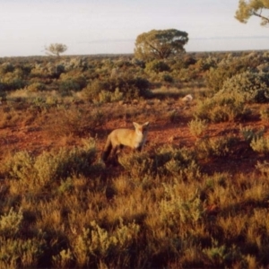 Vulpes vulpes at Woomera, SA - 9 Jul 2001 08:48 AM