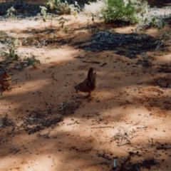 Geophaps plumifera (Spinifex Pigeon) at Petermann, NT - 7 Aug 2001 by MB