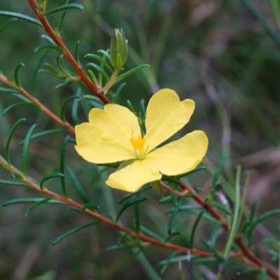 Hibbertia stricta subsp. stricta at Jerrawangala, NSW - 17 Apr 2024 by RobG1