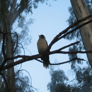 Manorina melanocephala at Barham, NSW - 4 Jul 2003 08:03 AM