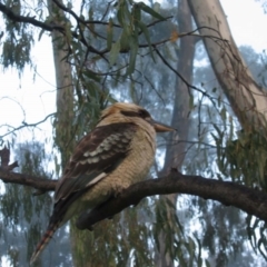 Dacelo novaeguineae (Laughing Kookaburra) at Barham, NSW - 3 Jul 2003 by MB