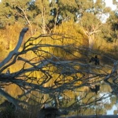 Anhinga novaehollandiae (Australasian Darter) at Wentworth, NSW - 4 Jul 2003 by MB