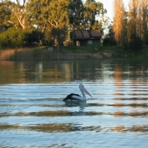 Pelecanus conspicillatus at Morgan, SA - 5 Jul 2003 05:22 PM