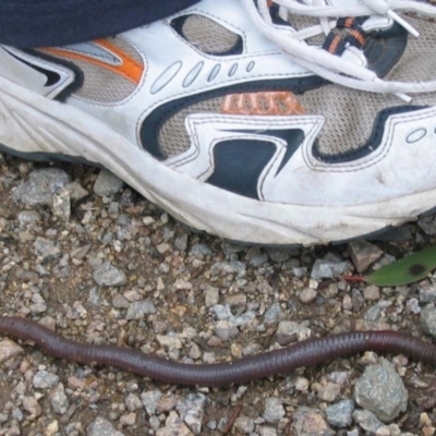 Oligochaeta (class) (Unidentified earthworm) at Jacobs River, NSW - 14 Apr 2003 by MB