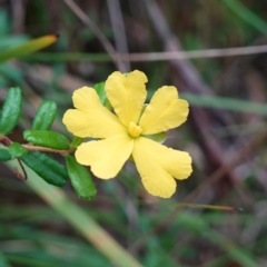 Hibbertia sp. (Guinea Flower) at Jerrawangala, NSW - 17 Apr 2024 by RobG1