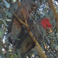 Callocephalon fimbriatum (Gang-gang Cockatoo) at Bullocks Flat, NSW - 12 Apr 2003 by MB