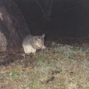 Trichosurus vulpecula at Bucasia, QLD - 18 Jun 2000 06:48 PM