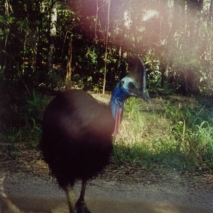 Casuarius casuarius at Wallaman, QLD - 26 Jun 2000