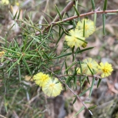 Acacia ulicifolia (Prickly Moses) at Pialligo, ACT - 25 Aug 2024 by SilkeSma