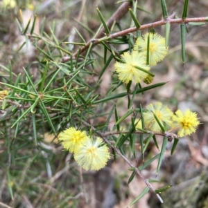 Acacia ulicifolia at Pialligo, ACT - 25 Aug 2024