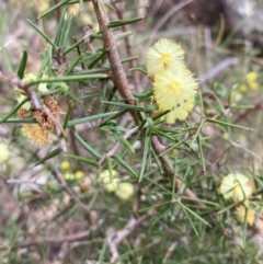 Acacia ulicifolia at Pialligo, ACT - 25 Aug 2024