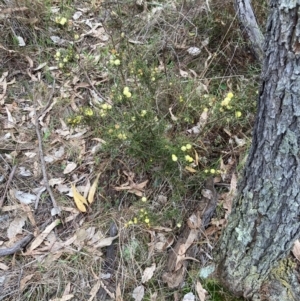 Acacia ulicifolia at Pialligo, ACT - 25 Aug 2024