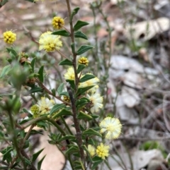 Acacia gunnii (Ploughshare Wattle) at Campbell, ACT - 24 Aug 2024 by SilkeSma