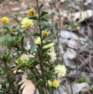 Acacia gunnii at Campbell, ACT - 25 Aug 2024 09:59 AM