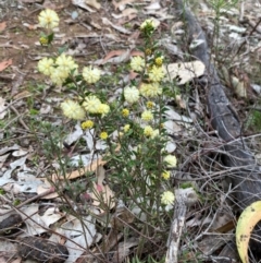 Acacia gunnii at Campbell, ACT - 25 Aug 2024 09:59 AM