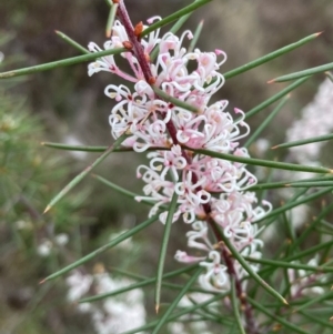 Hakea decurrens subsp. decurrens at Campbell, ACT - 25 Aug 2024