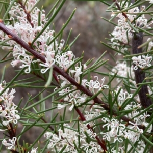 Hakea decurrens subsp. decurrens at Campbell, ACT - 25 Aug 2024