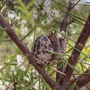 Hakea decurrens subsp. decurrens at Campbell, ACT - 25 Aug 2024