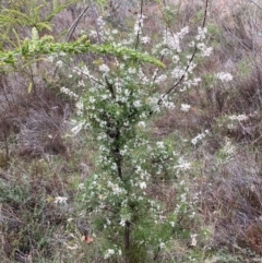 Hakea decurrens subsp. decurrens at Campbell, ACT - 25 Aug 2024