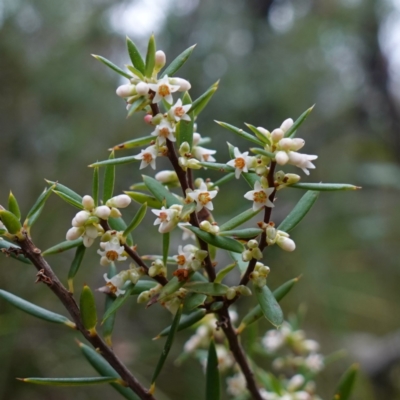 Monotoca scoparia (Broom Heath) at Jerrawangala, NSW - 17 Apr 2024 by RobG1