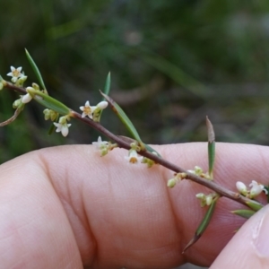 Monotoca scoparia at Jerrawangala, NSW - 17 Apr 2024