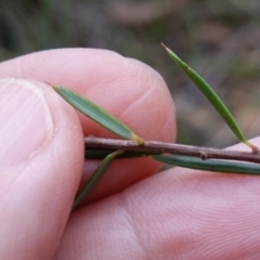 Monotoca scoparia at Jerrawangala, NSW - 17 Apr 2024