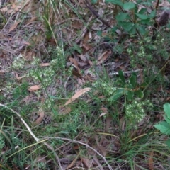 Monotoca scoparia at Jerrawangala, NSW - 17 Apr 2024