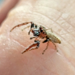 Opisthoncus sp. (genus) (Unidentified Opisthoncus jumping spider) at Holder, ACT - 25 Aug 2024 by HelenCross